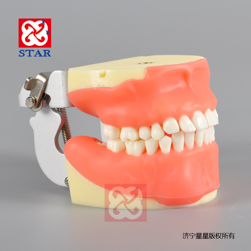 Training Model for Oral Surgery M4026