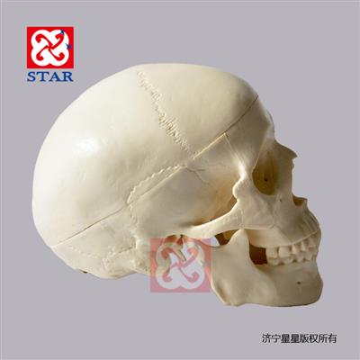 Mini Skull Model M5003