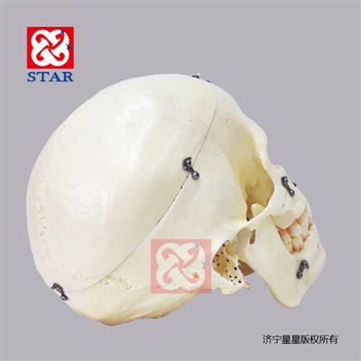 Skull Model with Locks M5010