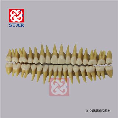Adult Teeth M7022