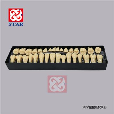 2 Times Permant Teeth Model M7024