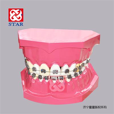 10 Times Orthodontics Model M7035