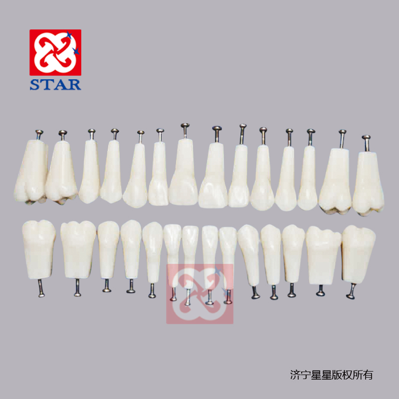 Replacement Teeth Model M8021