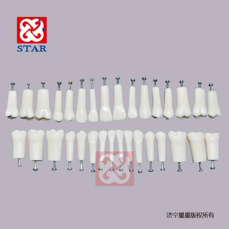 Replacement Teeth Model M8025