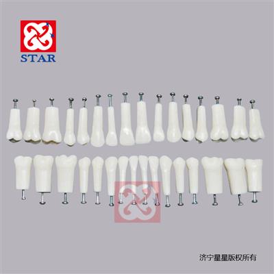 Replacement Teeth Model M8025